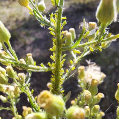 Uroleucon sp. (genus) (an aphid that usually feeds on daisies) at Justice Robert Hope Reserve (JRH) - 1 Mar 2024 by abread111