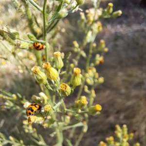 Coccinella transversalis at Justice Robert Hope Reserve (JRH) - 1 Mar 2024 10:02 AM