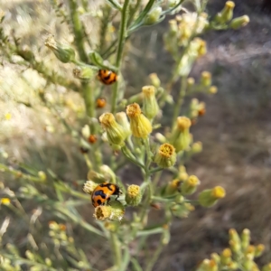 Coccinella transversalis at Justice Robert Hope Reserve (JRH) - 1 Mar 2024 10:02 AM