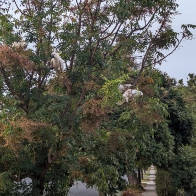 Cacatua galerita (Sulphur-crested Cockatoo) at Albury - 29 Feb 2024 by Darcy