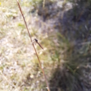 Cerdistus sp. (genus) at Justice Robert Hope Reserve (JRH) - 1 Mar 2024 09:59 AM