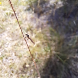 Cerdistus sp. (genus) at Justice Robert Hope Reserve (JRH) - 1 Mar 2024 09:59 AM