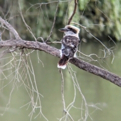 Dacelo novaeguineae (Laughing Kookaburra) at West Albury, NSW - 1 Mar 2024 by Darcy