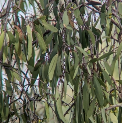 Muellerina eucalyptoides (Creeping Mistletoe) at West Albury, NSW - 1 Mar 2024 by Darcy