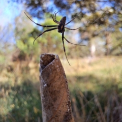 Phonognatha graeffei at Watson Woodlands - 29 Feb 2024 by abread111