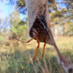 Phonognathidae (unofficial sub family) at Watson, ACT - 1 Mar 2024