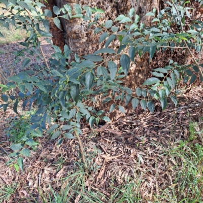 Celtis australis (Nettle Tree) at Watson Woodlands - 29 Feb 2024 by abread111