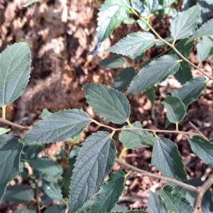 Celtis australis at Watson Woodlands - 1 Mar 2024