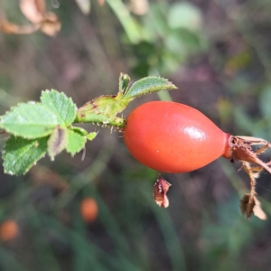 Rosa rubiginosa at Watson Woodlands - 1 Mar 2024