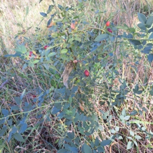 Rosa canina at Watson Woodlands - 1 Mar 2024