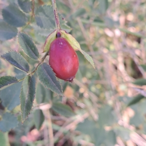 Rosa canina at Watson Woodlands - 1 Mar 2024