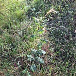 Rosa rubiginosa at Watson Woodlands - 1 Mar 2024 09:29 AM