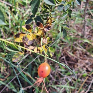 Rosa rubiginosa at Watson Woodlands - 1 Mar 2024 09:29 AM