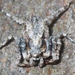 Stephanopis altifrons (Knobbly crab spider) at Symonston, ACT - 1 Mar 2024 by Harrisi