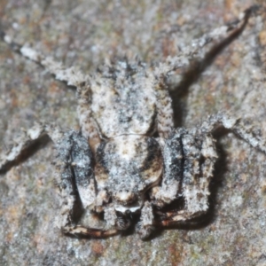 Stephanopis altifrons at Undefined Area - 1 Mar 2024 03:56 PM
