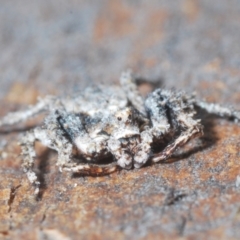 Stephanopis altifrons at Undefined Area - 1 Mar 2024 03:56 PM