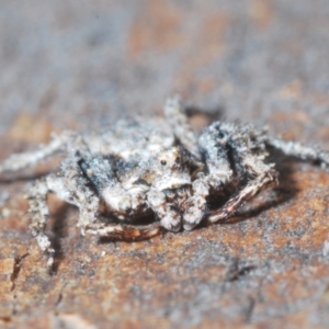 Stephanopis altifrons at Undefined Area - 1 Mar 2024 03:56 PM