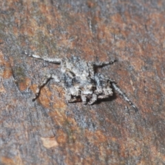 Stephanopis altifrons at Undefined Area - 1 Mar 2024 03:56 PM