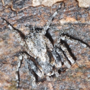 Stephanopis altifrons at Undefined Area - 1 Mar 2024 03:56 PM