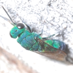 Primeuchroeus sp. (genus) (Cuckoo Wasp) at Callum Brae - 1 Mar 2024 by Harrisi