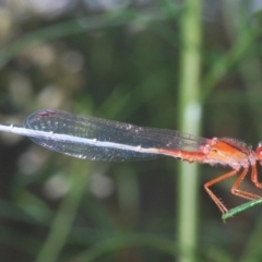 Xanthagrion erythroneurum (Red & Blue Damsel) at Callum Brae - 1 Mar 2024 by Harrisi