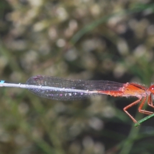 Xanthagrion erythroneurum at Callum Brae - 1 Mar 2024