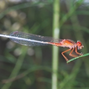 Xanthagrion erythroneurum at Callum Brae - 1 Mar 2024