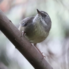 Sericornis frontalis (White-browed Scrubwren) at Fyshwick, ACT - 1 Mar 2024 by JimL