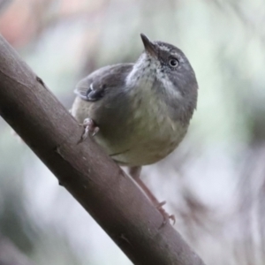 Sericornis frontalis at Fyshwick Sewerage Treatment Plant - 1 Mar 2024