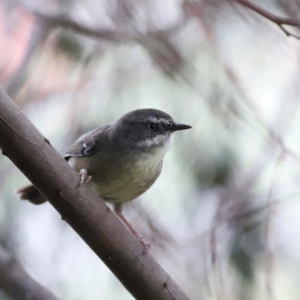 Sericornis frontalis at Fyshwick Sewerage Treatment Plant - 1 Mar 2024