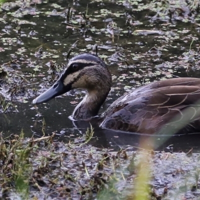 Anas superciliosa (Pacific Black Duck) at Kingston, ACT - 1 Mar 2024 by JimL