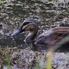 Anas superciliosa (Pacific Black Duck) at Jerrabomberra Wetlands - 1 Mar 2024 by JimL