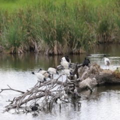 Threskiornis molucca (Australian White Ibis) at Jerrabomberra Wetlands - 1 Mar 2024 by JimL