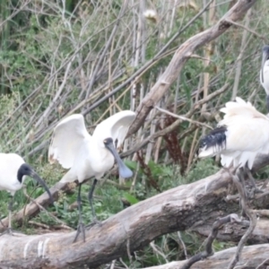 Platalea regia at Jerrabomberra Wetlands - 1 Mar 2024 05:56 PM