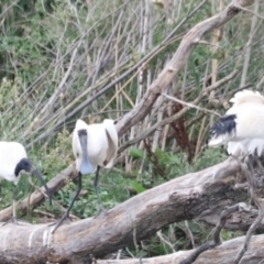 Platalea regia at Jerrabomberra Wetlands - 1 Mar 2024 05:56 PM