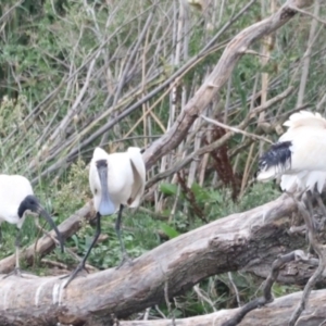 Platalea regia at Jerrabomberra Wetlands - 1 Mar 2024 05:56 PM