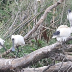 Platalea regia at Jerrabomberra Wetlands - 1 Mar 2024 05:56 PM