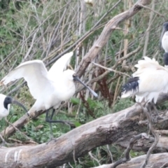 Platalea regia at Jerrabomberra Wetlands - 1 Mar 2024 05:56 PM