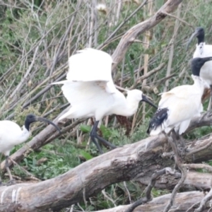 Platalea regia at Jerrabomberra Wetlands - 1 Mar 2024 05:56 PM