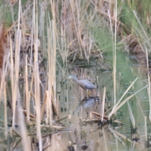 Egretta novaehollandiae at Jerrabomberra Wetlands - 1 Mar 2024