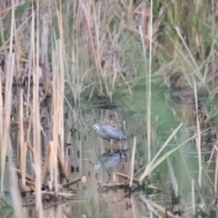 Egretta novaehollandiae at Jerrabomberra Wetlands - 1 Mar 2024