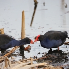 Porphyrio melanotus (Australasian Swamphen) at Fyshwick, ACT - 1 Mar 2024 by JimL