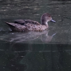 Anas gracilis (Grey Teal) at Fyshwick, ACT - 1 Mar 2024 by JimL