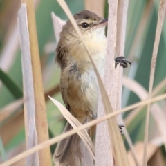 Acrocephalus australis (Australian Reed-Warbler) at Fyshwick, ACT - 1 Mar 2024 by JimL