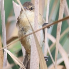 Acrocephalus australis at Jerrabomberra Wetlands - 1 Mar 2024