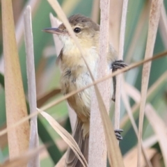 Acrocephalus australis at Jerrabomberra Wetlands - 1 Mar 2024