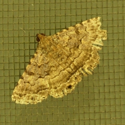 Diatenes aglossoides (An Erebid Moth) at Wingecarribee Local Government Area - 28 Feb 2024 by Curiosity