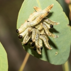 Pseudoperga sp. (genus) at Hawker, ACT - 27 Feb 2024 by AlisonMilton