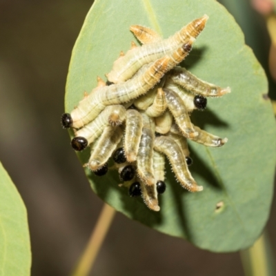 Pseudoperga sp. (genus) (Sawfly, Spitfire) at The Pinnacle - 28 Feb 2024 by AlisonMilton