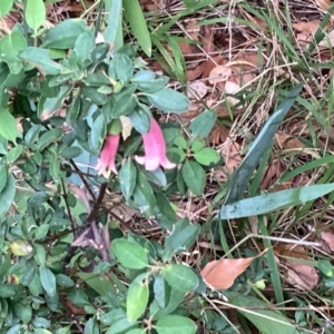 Correa sp. at Curtin, ACT - 2 Mar 2024